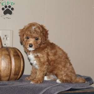 Miss Squash, Bich-Poo Puppy